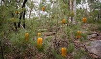 Bright orange hairpin banskia, which volunteer weeding has helped to thrive, Cattai National Park. Credit: John Spencer &copy; DCCEEW