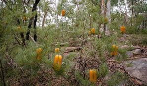 Friends of Mitchell Park bushcare