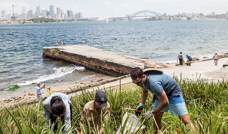 Corporate volunteers participating in bush regeneration. Photo: David Finnegan