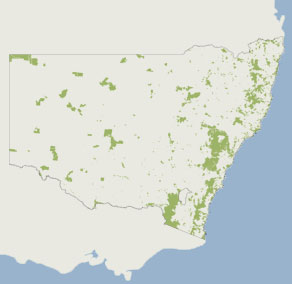 Cockle Bay bush regeneration