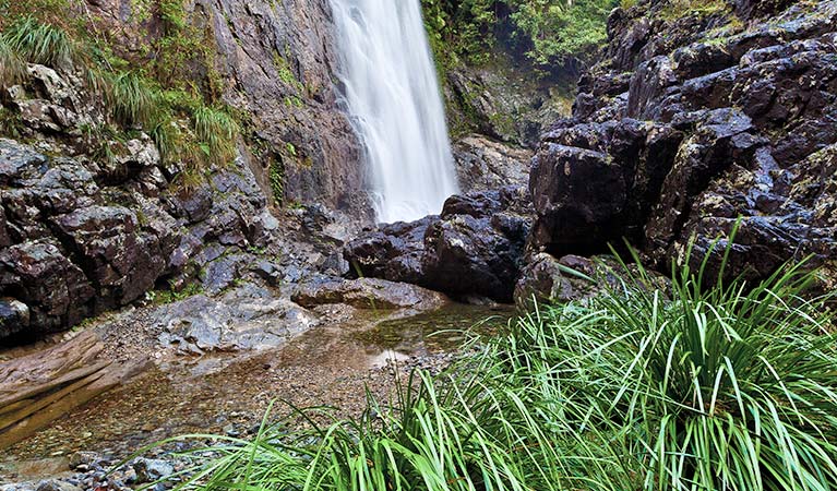 Dorrigo National Park | NSW National Parks