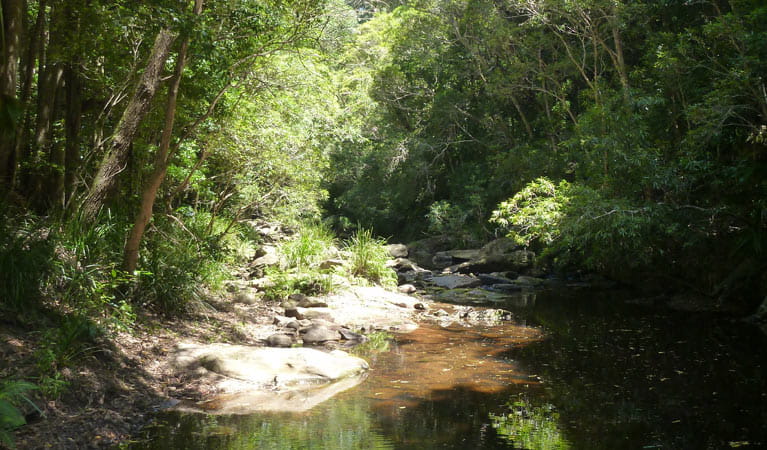 Forest path | NSW National Parks