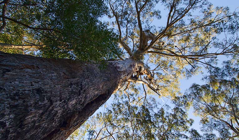 Laurieton track | NSW National Parks