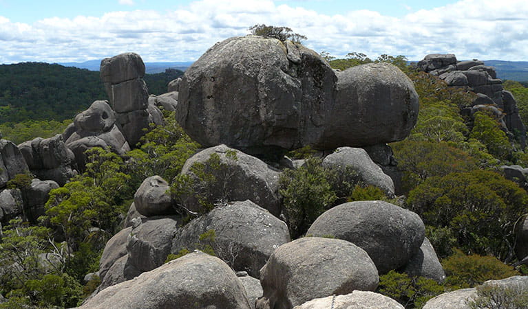 Barokee to Native Dog Creek walk | Learn more | NSW National Parks