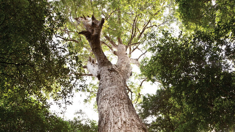 Nymboi-Binderay National Park | NSW National Parks