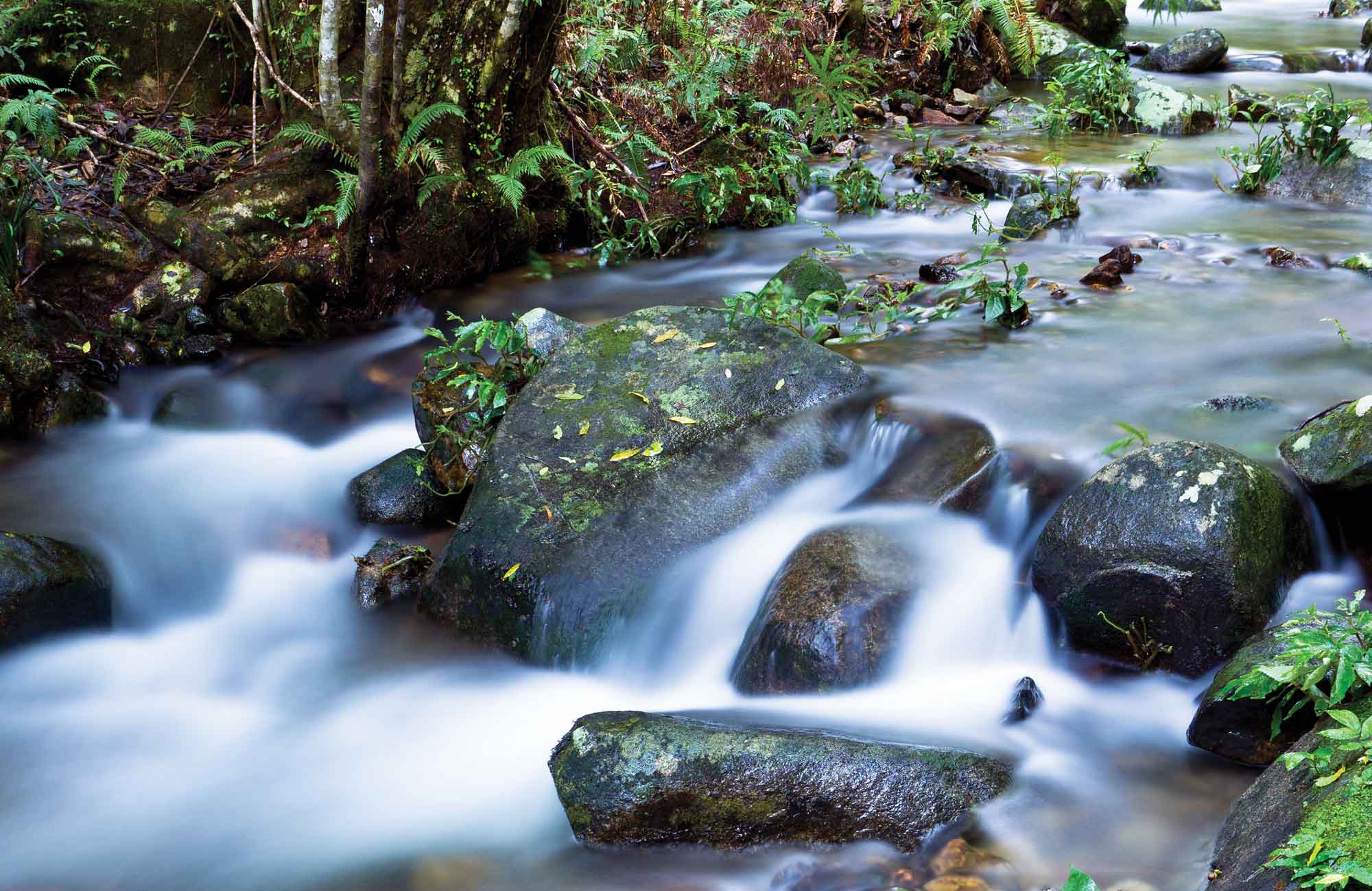 Coombadjha Creek, Washpool National Park. Photo: Rob Cleary